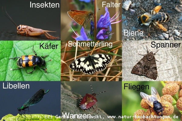 Insekten, Schmetterlinge, Käfer, Libellen, Bienen, Wanzen, Fliegen, Falter und Wespen bestimmen und erkennen