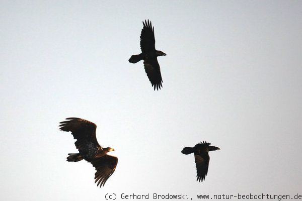 Kolkraben und Seeadler in der Lewitz