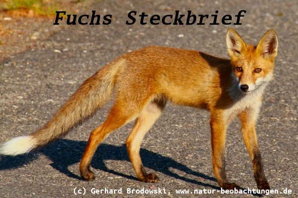 Fuchs Steckbrief - Größe, Gewicht, Alter, Feinde, Lebensraum