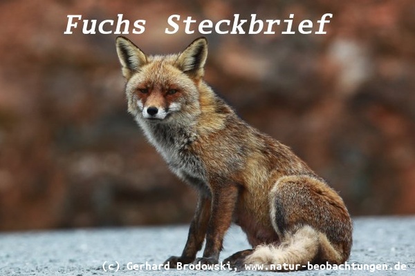 Fuchs Steckbrief - Größe, Gewicht, Alter, Feinde, Lebensraum