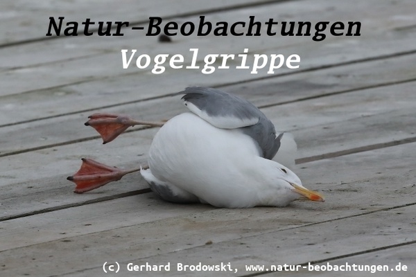 Vogelgrippe auf Texel