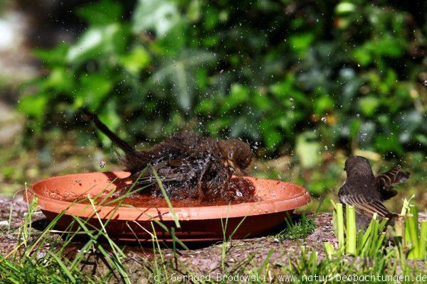 Amsel beim Baden