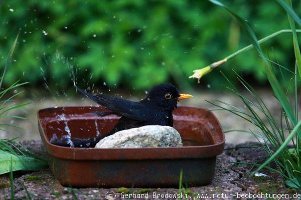 Amsel-Männchen beim Baden