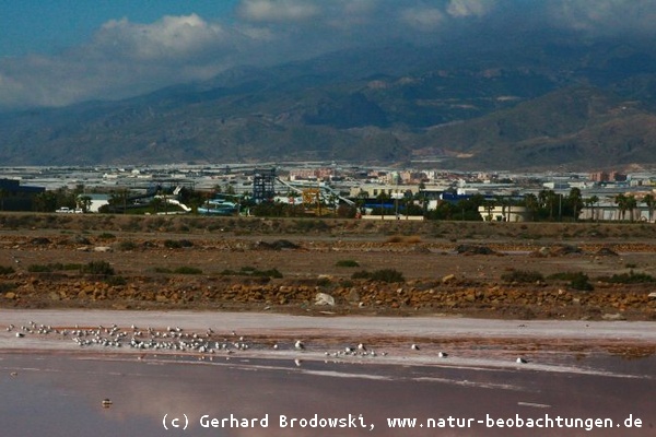Vogelbeobachtungen in Andalusien - Spanien