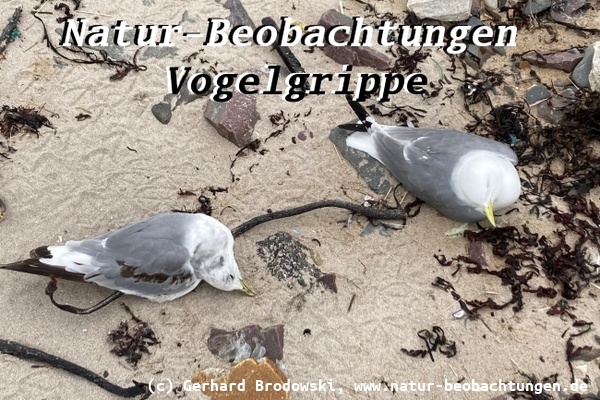Vogelgrippe auf Helgoland
