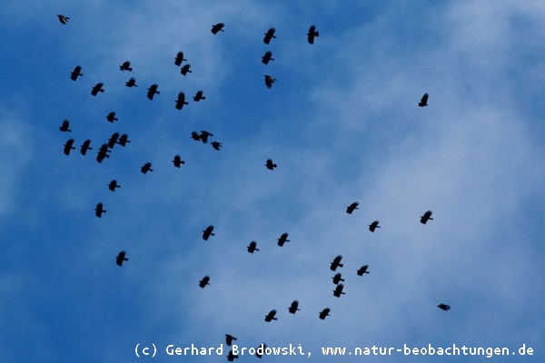 Alpenkrähen - Vogelzug in Tarifa - Andalusien in Spanien