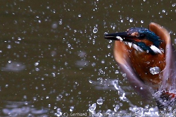 Besonderheit: Eisvogel und Hecht?