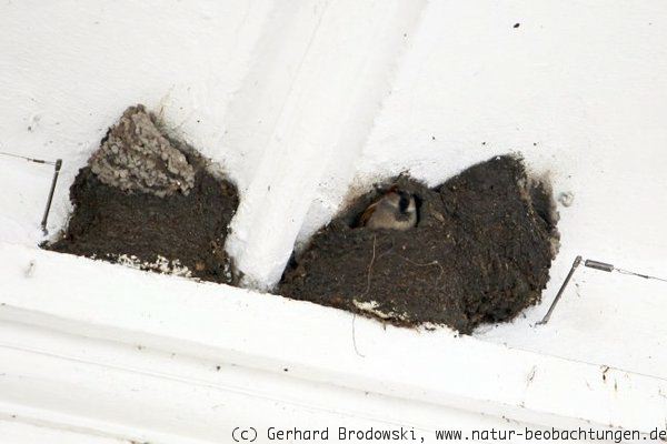 Besonderheiten: Spatzen brüten in Mehlschwalbennestern