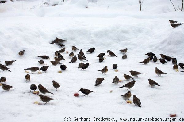 Besonderheiten: Stare und Wacholderdrosseln im Winter