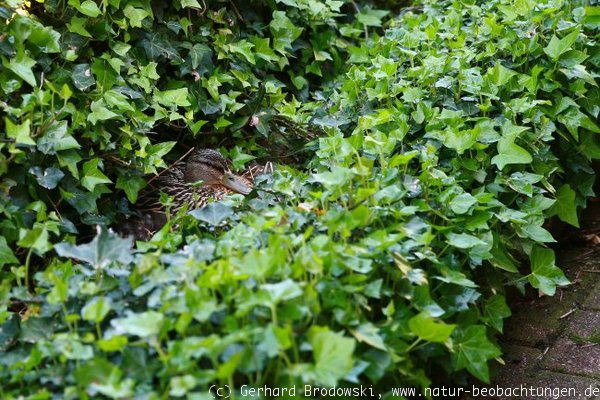 Besonderheit: Stockente beim Brüten vor der Haustür