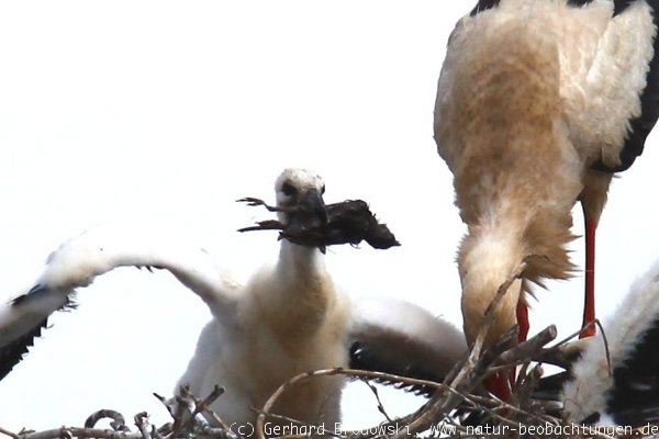 Besonderheiten: Storch frisst Star