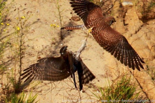 Besonderheit: Turmfalke und Sperber