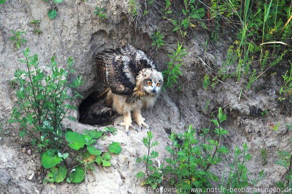 Besonderheit: Uhus im Fuchsbau