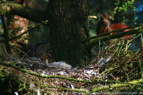 Besonderheit: Eichhörnchen am Uhunest