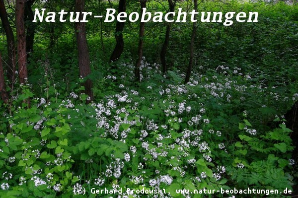 Bärlauch (Allium ursinum) gehört zum Wildgemüse