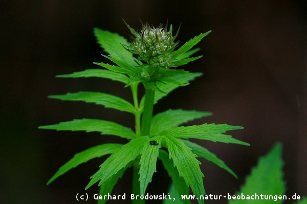 Bild zum Baldrian - Wissenschaftlicher Name: Valeriana officinalis - Heilpflanze