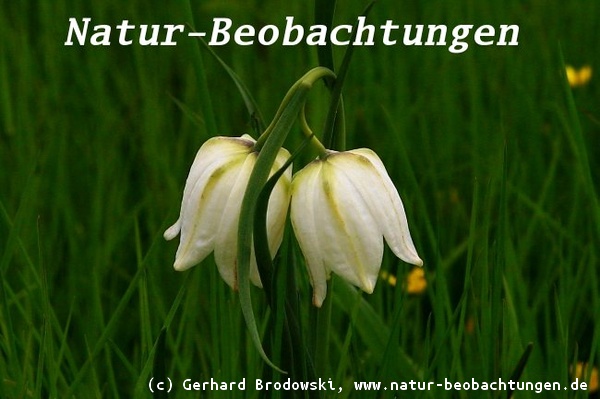 Die Schachbrettblume (Fritillaria meleagris) gehört zur Familie der Liliengewächse 