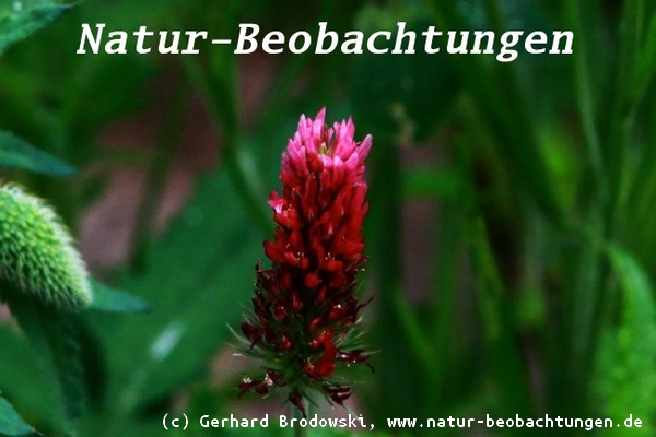 Der Inkarnat-Klee (Trifolium incarnatum) wird auch Blutklee oder Rosenklee genannt