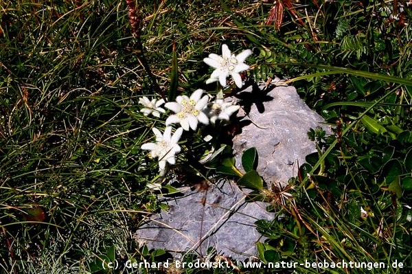 Bild zum Aussehen und bestimmen vom Alpen-Edelweiß (Leontopodium nivale)