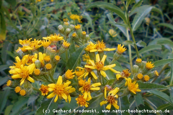 Wildblumen mit Namen - Jakobs-Greiskraut