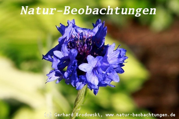 Die Echte Kornblume (Centaurea cyanus) gehört zur Familie der Korbblütler 