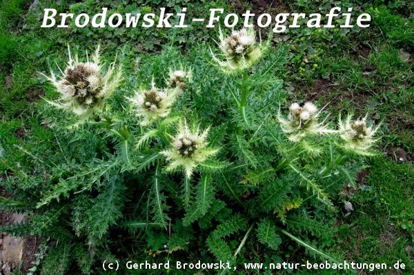 Bild zum Bestimmen und zum Aussehen der Alpen-Kratzdistel