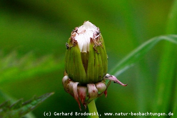 Bild zum Aussehen geschlossener Blüte vom  Löwenzahn (Taraxacum offizinale)