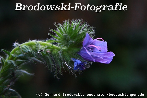 Wildblumen mit Namen - Gewöhnlicher Natternkopf oder Blauer Natternkopf 