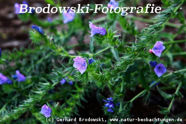 Wildblumen mit Namen - Gewöhnlicher Natternkopf oder Blauer Natternkopf 