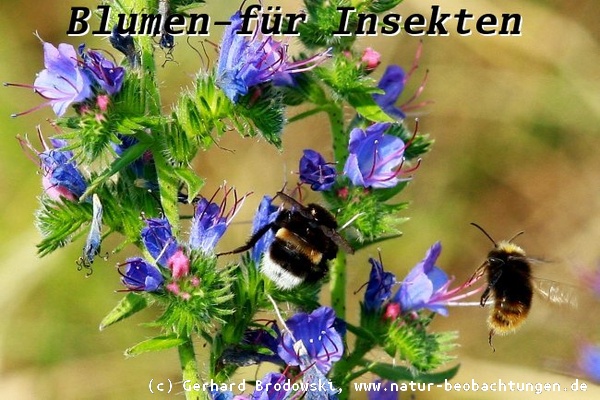 Natternkopf - Blumen für Insekten