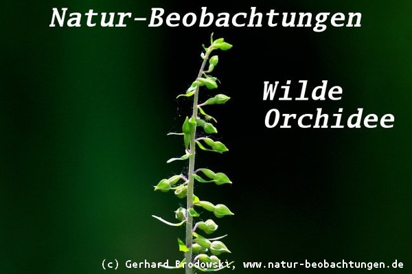 Die Breitblättrige Stendelwurz (Epipactis helleborine) gehört zur Familie der Orchideen