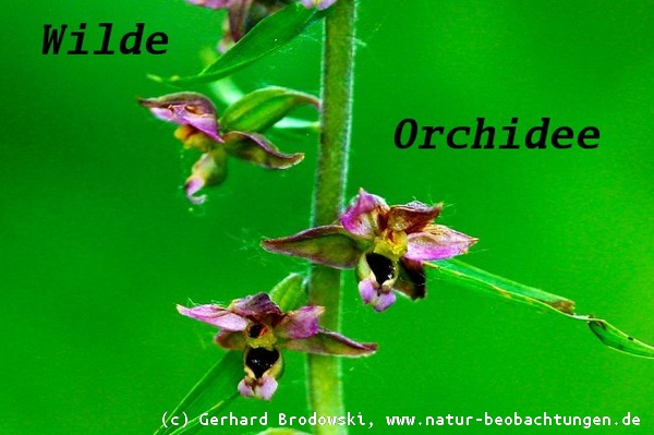 Die Breitblättrige Stendelwurz (Epipactis helleborine) gehört zur Familie der Orchideen