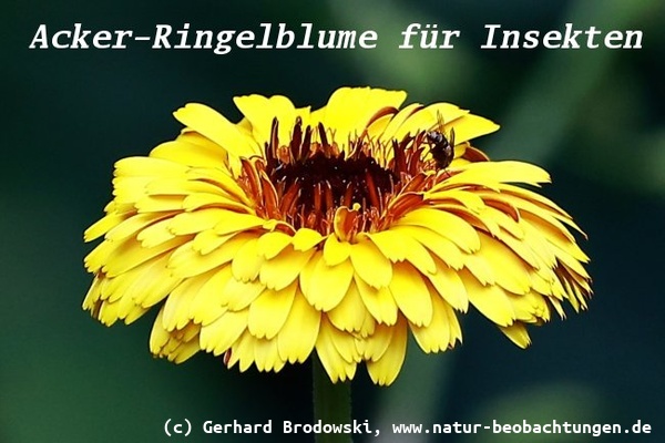 Bild zu Acker-Ringelblume - Wildblumen für Insekten