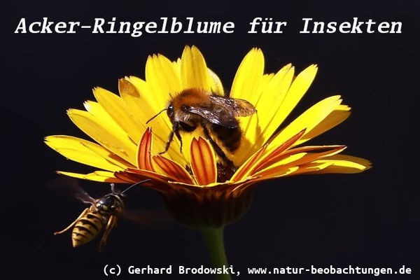 Bild zu Acker-Ringelblume für Insekten