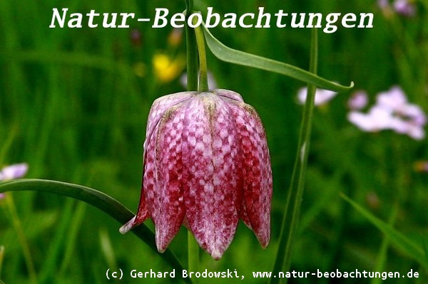 Die Schachbrettblume (Fritillaria meleagris) gehört zur Familie der Liliengewächse 