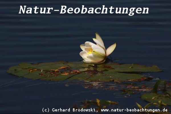 Weiße Seerose (Nymphaea alba)