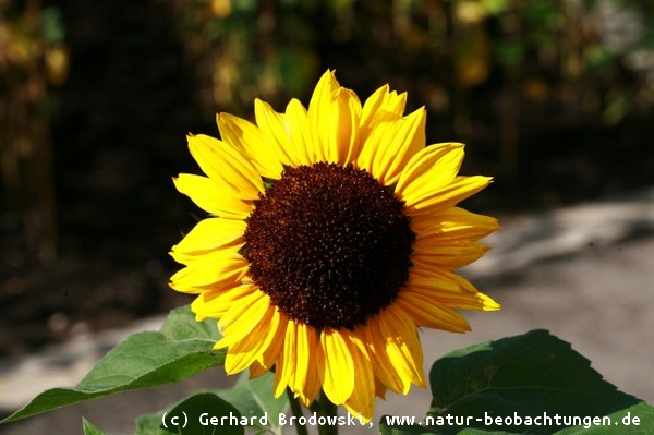 Bild zum Aussehen, bestimmen und erkennen der Sonnenblume 