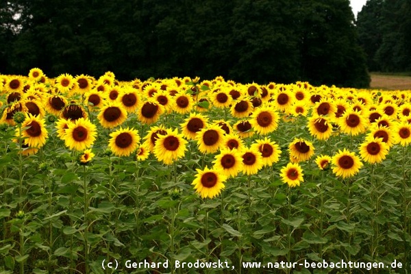 Aussehen von Sonnenblumen - Sie drehen sich immer zur Sonne