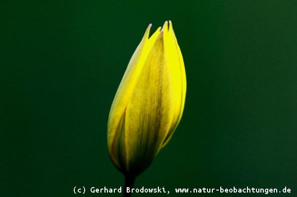 Wilde Tulpe (Tulipa sylvestris) - Aufgehende Blüte