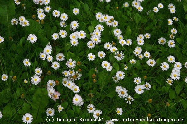 Aussehen und bestimmen vom Gänseblümchen