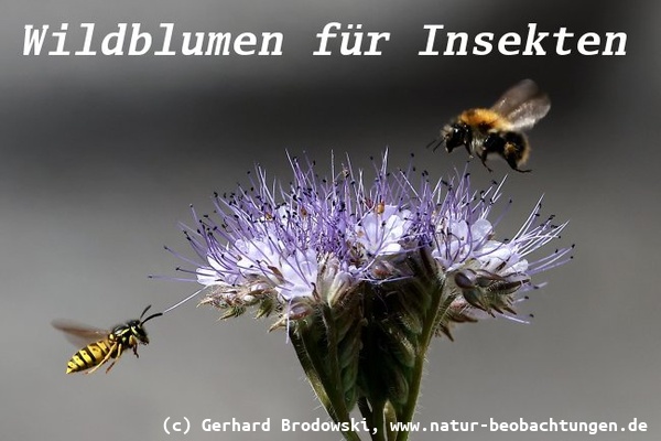 Bild zu Büschelblume - Wildblumenwiese für Insekten