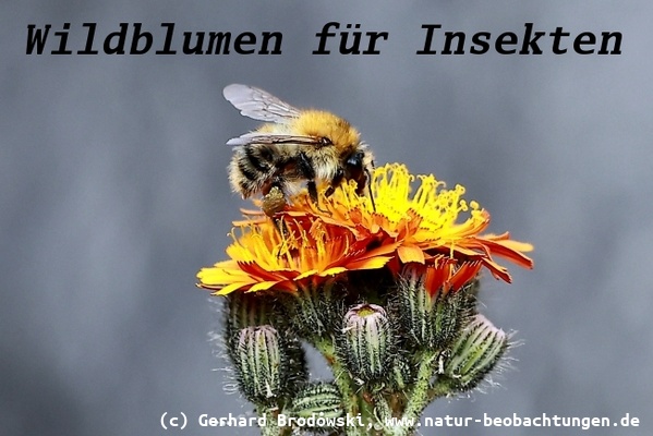 Bild zu Wildblumenwiese für Insekten 