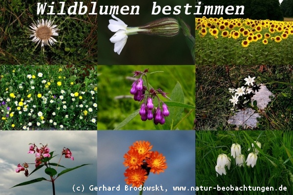 Bild zum Aussehen, Bestimmen und Erkennen von Wildblumen