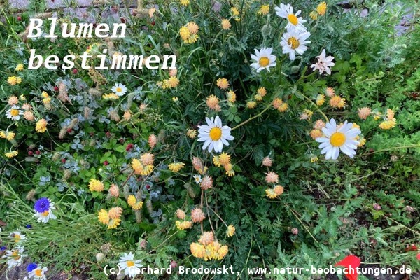 Wildblumen Erkennen und Bestimmen