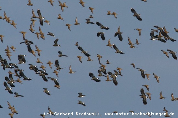 Flugbild - Goldregenpfeifer und Kiebitze