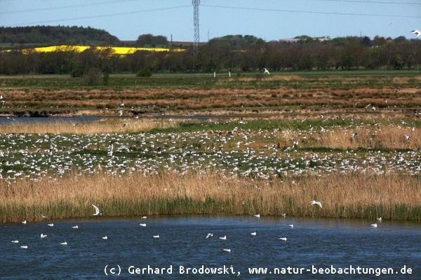 Lachmöwen - Vogelschutzgebiet in Dänemark