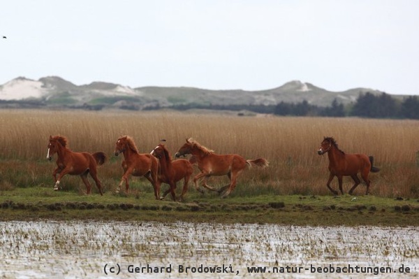 Pferde im Vogelschutzgebiet in Dänemark