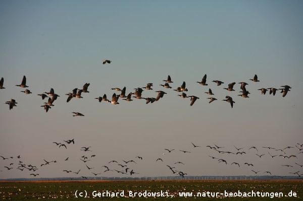 Weißwangengänse - Vogelbeobachtungen in Dänemark