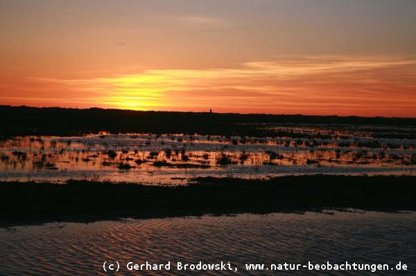 Vogelschutzgebiet Tipperne in Dänemark