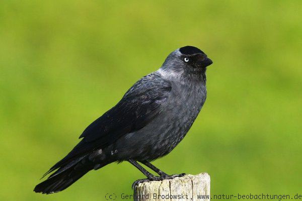 Dohle im Prachtkleid - Dohle Vogel des Jahres 2012